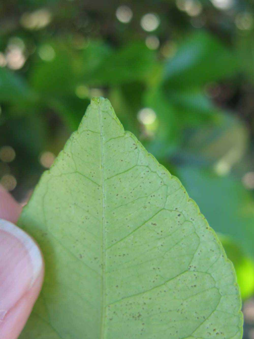              Margin (Todo del Ano, Winter Haven, FL)       